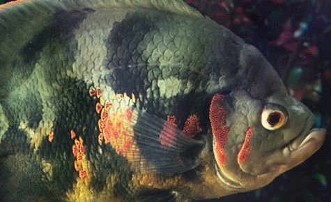 虎魚(yú)嚴(yán)重蒙眼怎么處理視頻:虎魚(yú)嚴(yán)重蒙眼怎么處理 虎魚(yú)百科 第2張 虎魚(yú)嚴(yán)重蒙眼怎么處理視頻:虎魚(yú)嚴(yán)重蒙眼怎么處理 虎魚(yú)嚴(yán)重蒙眼怎么處理視頻:虎魚(yú)嚴(yán)重蒙眼怎么處理 虎魚(yú)百科 第2張