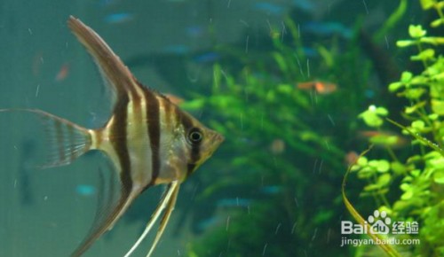豬鼻龜是哪里的物種(豬鼻龜產地)