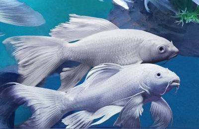 銀龍魚好養不好養怎么辦(銀龍魚不適合什么人養) 銀龍魚好養不好養怎么辦(銀龍魚不適合什么人養) 銀龍魚百科 第1張