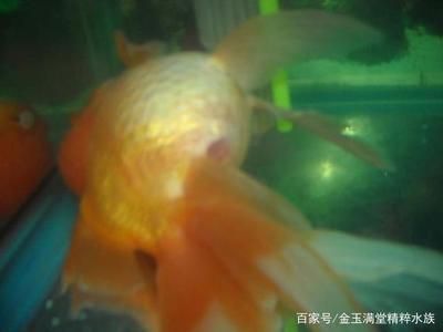紅龍魚黃燈和白燈區(qū)別在哪里：紅龍魚使用黃燈和白燈的區(qū)別
