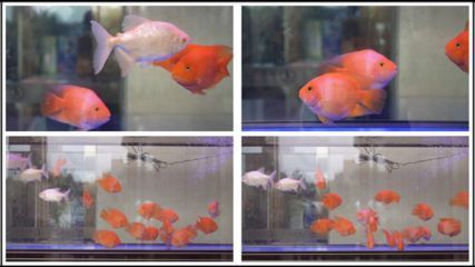 博特加熱棒顯示離水(博特加熱棒顯示離水E1)