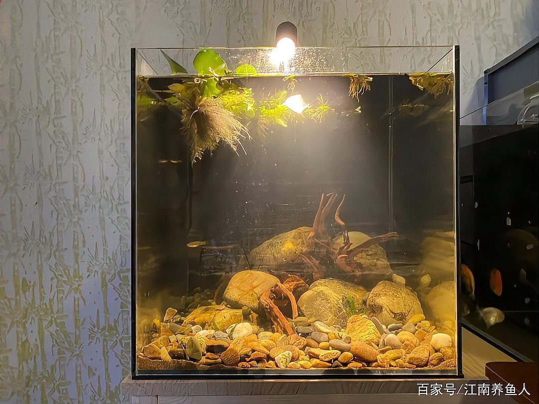 40魚缸標準尺寸，40魚缸尺寸全攻略|新手必看容量對照表花影茶蘼