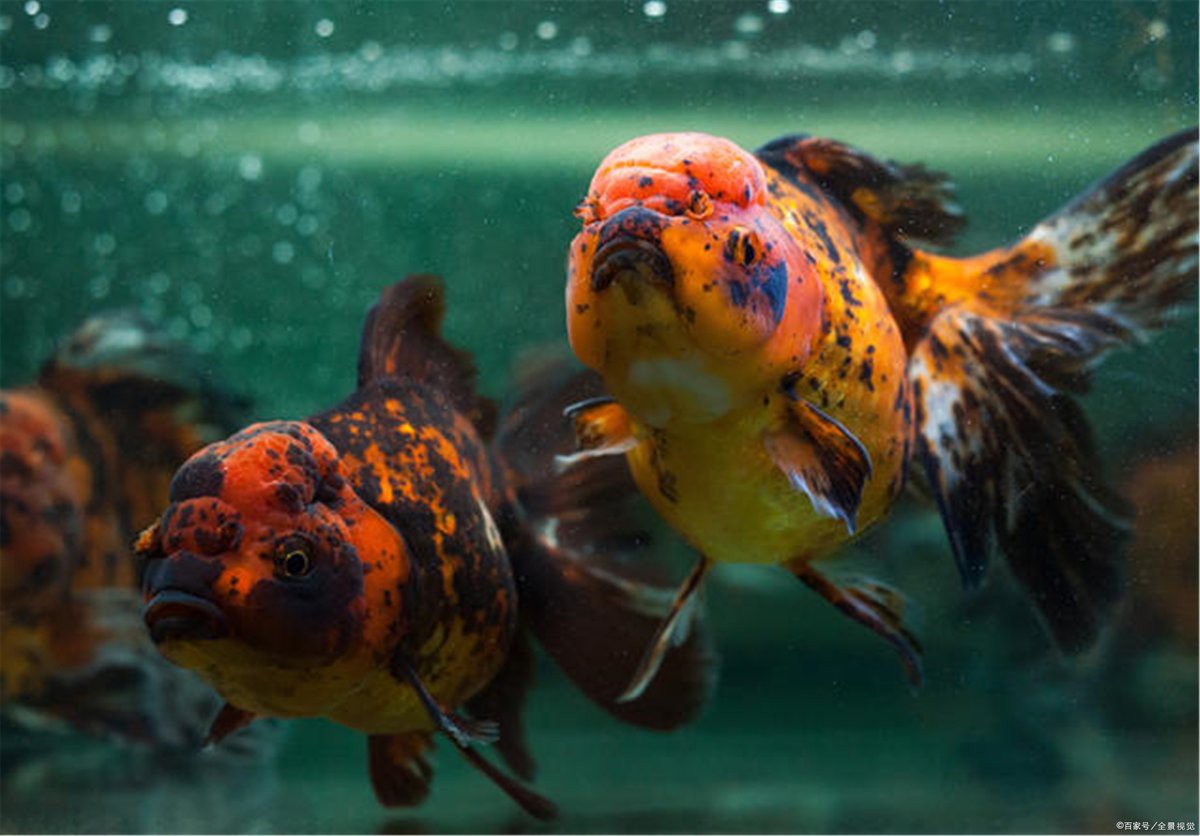 40魚缸標準尺寸，40魚缸尺寸全攻略|新手必看容量對照表花影茶蘼