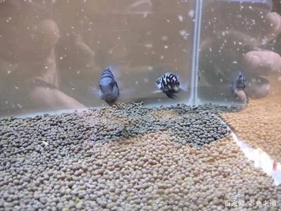 臺灣金龍魚插畫(金龍魚畫稿)