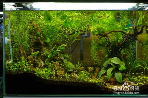 虎魚怎么繁殖(虎魚怎么繁殖后代視頻)