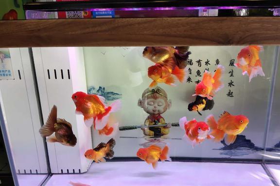 銀龍魚的壽命是多少年的呢(銀龍魚的壽命有多長) 銀龍魚的壽命是多少年的呢(銀龍魚的壽命有多長) 銀龍魚百科 第1張