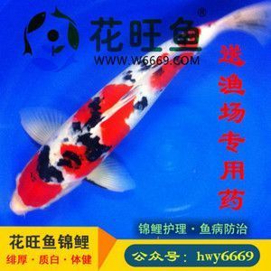 紅龍魚最適宜的生長溫度是：紅龍魚最適宜生長溫度是24-29攝氏度