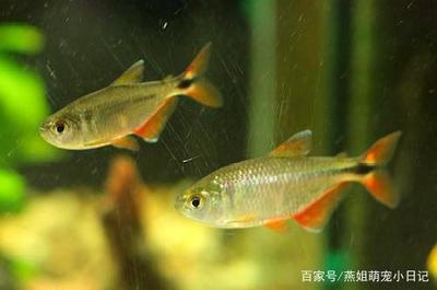 紅龍魚用什么水養最好活：養紅龍魚時水溫應該控制在24-29攝氏度之間 紅龍魚用什么水養最好活：養紅龍魚時水溫應該控制在24-29攝氏度之間 紅龍魚百科 第1張