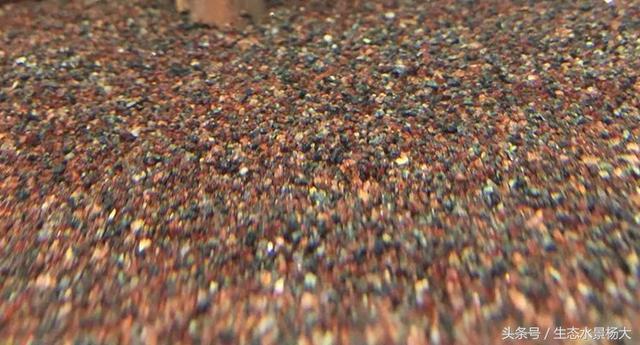 銀龍魚為什么貴一些(銀龍魚為什么比金龍魚便宜)