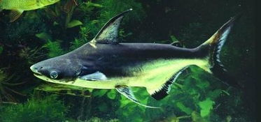 豬鼻龜能深水養(yǎng)嗎圖片視頻教程(豬鼻龜用純凈水養(yǎng)可以嗎) 豬鼻龜能深水養(yǎng)嗎圖片視頻教程(豬鼻龜用純凈水養(yǎng)可以嗎) 豬鼻龜百科 第1張