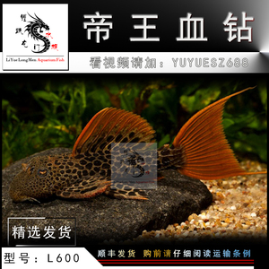 綠皮辣椒小紅龍常見疾病預防：綠皮辣椒小紅龍常見疾病預防措施