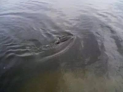 超白玻璃魚缸品牌排行榜：超白玻璃魚缸品牌排行榜，佳璐佳璐受到消費者青睞