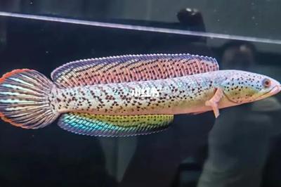 金龍魚和紅龍魚：金龍魚與紅龍魚的區(qū)別