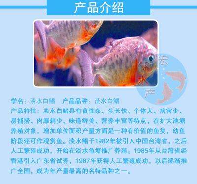 玻璃魚(yú)缸哪里有賣的呀多少錢：如何選擇合適的玻璃魚(yú)缸