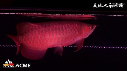 歐式魚缸圖片大全集(歐式魚缸圖片大全集高清)