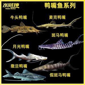 玻璃魚缸怎么搬運好：如何搬運玻璃魚缸？