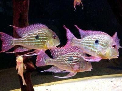 多久清洗魚缸比較好：如何維護魚缸的穩定運行 多久清洗魚缸比較好：如何維護魚缸的穩定運行 魚缸百科 第2張
