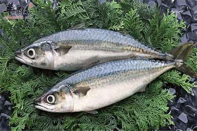 玻璃魚缸 自己做好嗎：如何自制玻璃魚缸 玻璃魚缸 自己做好嗎：如何自制玻璃魚缸 魚缸百科 第2張