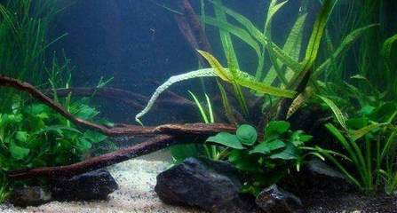 銀龍魚撞缸嘴巴破了怎么處理(銀龍魚用嘴巴撞魚缸是什么原因)