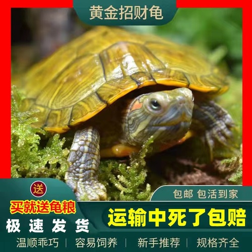 觀賞魚如何分類（觀賞魚屬于什么魚）