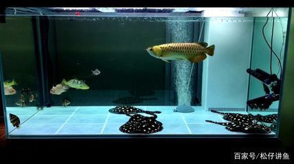 新開魚缸多久換水最好，新開魚缸換水注意事項詳解魚缸生態平衡建立技巧
