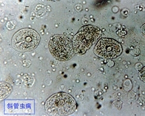 龍魚虎魚水溫多少適合喂食啊(龍魚虎魚水溫多少適合喂食啊視頻)