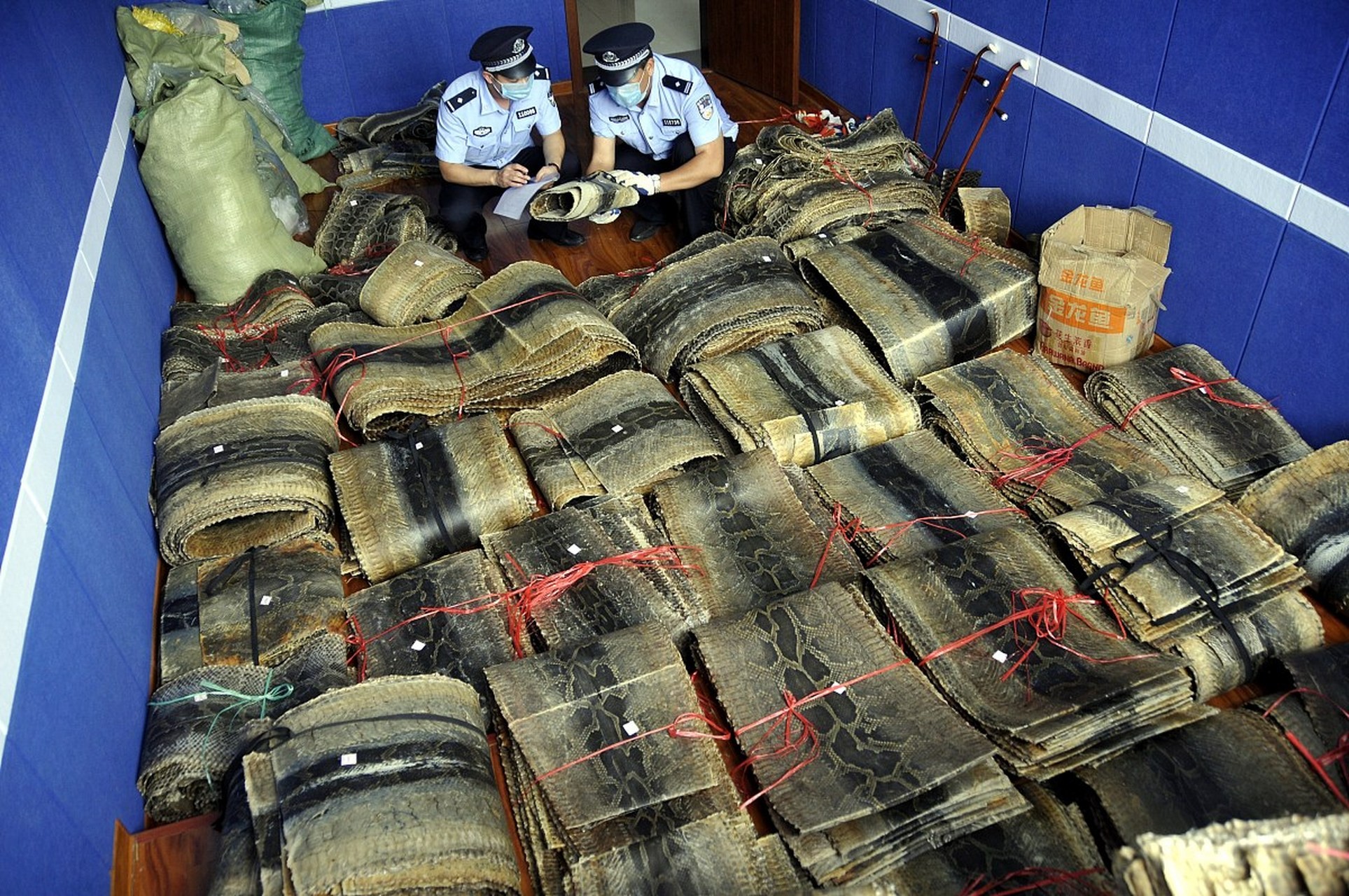 銀龍魚配什么魚一起養比較好呢(銀龍搭配什么魚養最好呢) 銀龍魚配什么魚一起養比較好呢(銀龍搭配什么魚養最好呢) 銀龍魚百科 第2張