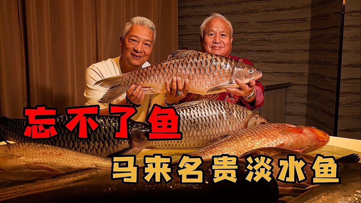 馬來忘不了魚是什么魚,一斤的忘不了魚,連魚鱗都能吃,憑什么賣這么貴 龍魚百科 第4張 馬來忘不了魚是什么魚,一斤的忘不了魚,連魚鱗都能吃,憑什么賣這么貴 馬來忘不了魚是什么魚,一斤的忘不了魚,連魚鱗都能吃,憑什么賣這么貴 龍魚百科 第4張