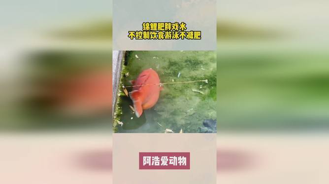 草缸用什么魚(yú)缸：如何選擇草缸