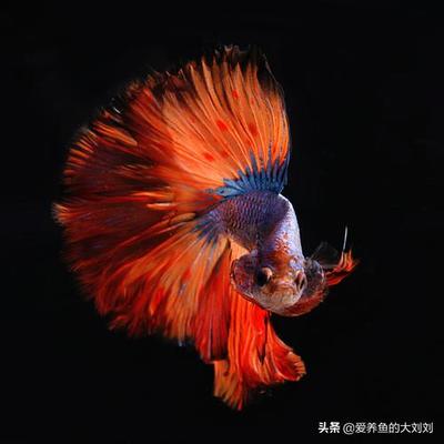 草缸用什么魚(yú)缸：如何選擇草缸
