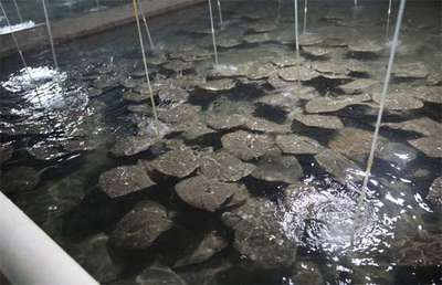 銀龍魚(yú)苗多少錢(qián)一條圖片(銀龍魚(yú)苗多少錢(qián)一條圖片大全) 銀龍魚(yú)苗多少錢(qián)一條圖片(銀龍魚(yú)苗多少錢(qián)一條圖片大全) 銀龍魚(yú)百科 第2張