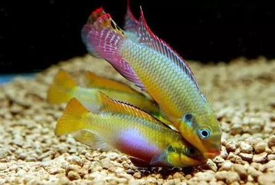 銀龍魚配什么魚最上檔次(銀龍最佳5種配魚) 銀龍魚百科 第1張 銀龍魚配什么魚最上檔次(銀龍最佳5種配魚) 銀龍魚配什么魚最上檔次(銀龍最佳5種配魚) 銀龍魚百科 第1張