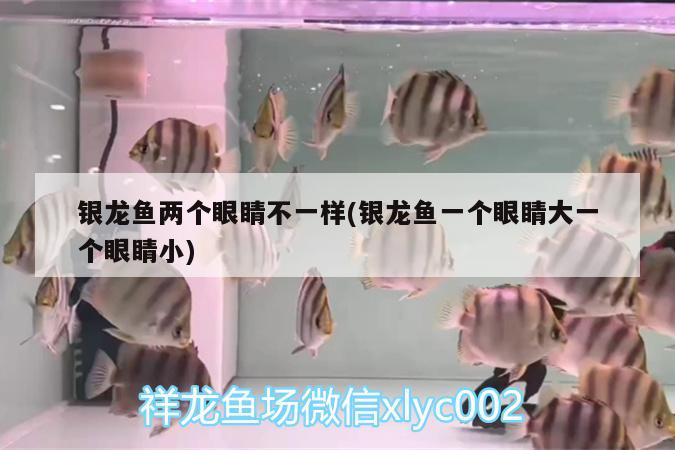 銀龍魚兩個眼睛不一樣(銀龍魚一個眼睛大一個眼睛小)