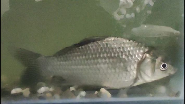 黃鰭鯧魚可以和龍魚混養嗎圖片大全視頻(黃鰭鯧能和虎魚混養嗎) 黃鰭鯧魚可以和龍魚混養嗎圖片大全視頻(黃鰭鯧能和虎魚混養嗎) 虎魚百科 第2張