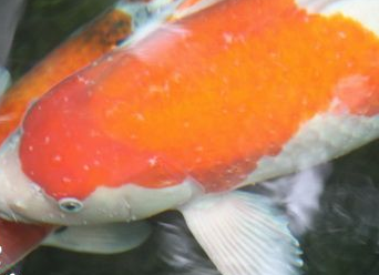 森森480過濾安裝