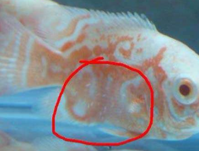 森森濾筒噪音:森森濾筒噪音大怎么辦 森森魚缸 第2張 森森濾筒噪音:森森濾筒噪音大怎么辦 森森濾筒噪音:森森濾筒噪音大怎么辦 森森魚缸 第2張