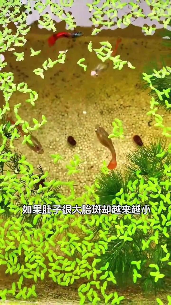 孔雀魚肚子很大,要警惕，《孔雀魚肚子很大，要警惕》