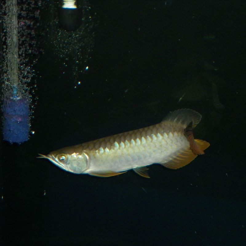 紅背金龍魚養殖技巧，《紅背金龍魚養殖技巧》