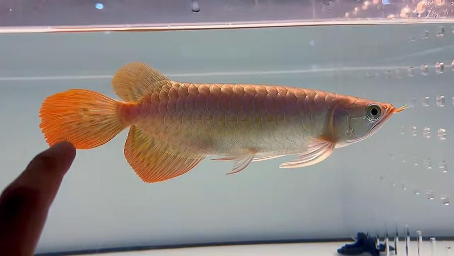 印尼賽級赤紅龍圖片，印尼賽級赤血紅龍驚艷寫真