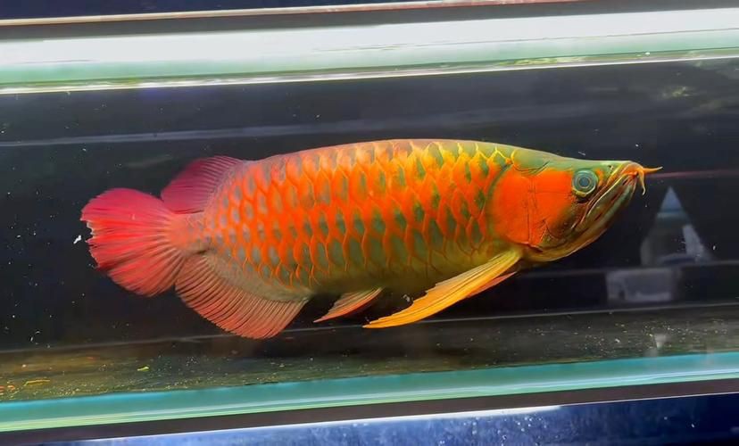 印尼賽級赤紅龍圖片，印尼賽級赤血紅龍驚艷寫真