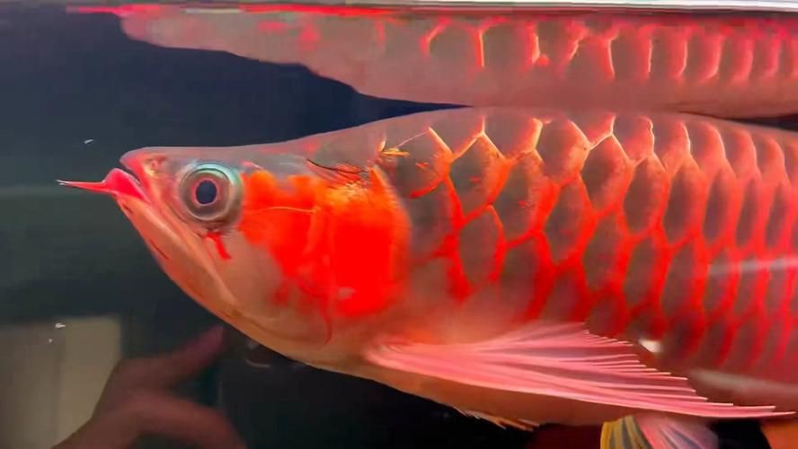 印尼賽級赤紅龍圖片，印尼賽級赤血紅龍驚艷寫真