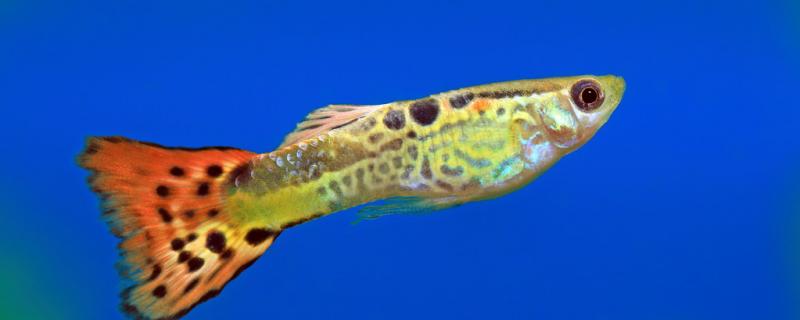 孔雀魚小魚多久可以合缸合缸需要注意什么