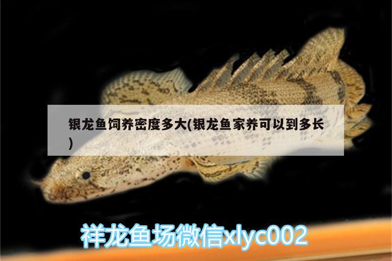銀龍魚飼養密度多大(銀龍魚家養可以到多長)