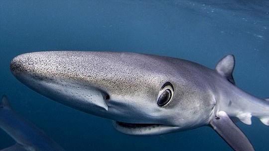 森森點火開關(guān)廠家電話：森森點火開關(guān)廠家電話：與森森點火開關(guān)廠家電話 森森點火開關(guān)廠家電話：森森點火開關(guān)廠家電話：與森森點火開關(guān)廠家電話 森森魚缸 第1張