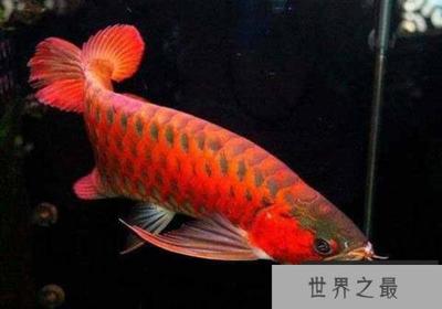銀龍魚用什么缸養(養銀龍魚要多大的缸)