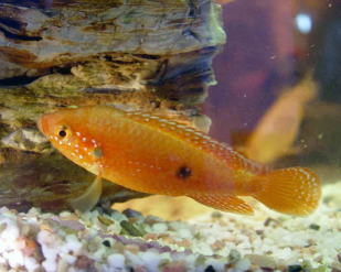 紅龍魚金龍魚銀龍魚價格：金龍魚、銀龍魚、紅龍魚價格一覽表