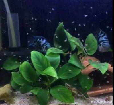 金龍魚的壽命（金龍魚壽命能活多少年）