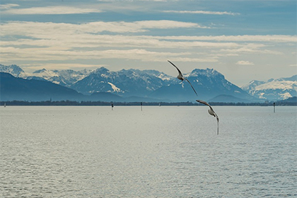 龍魚身上長霉菌