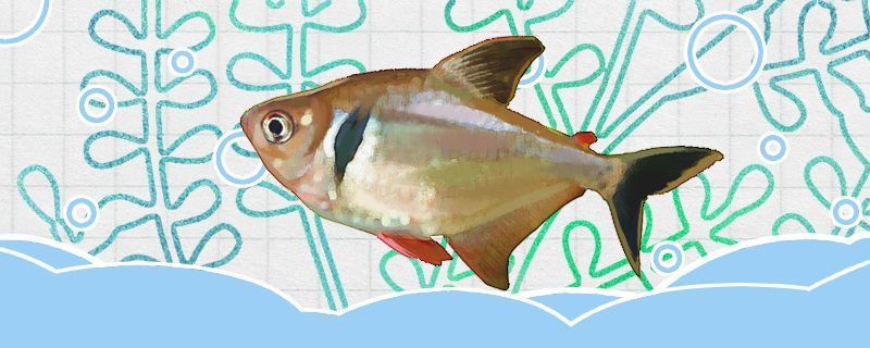 銀龍魚和什么魚一起養合適呢視頻(金龍魚和銀龍魚能一起養嗎)