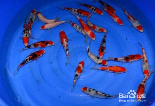 紅龍魚原產地環境：紅龍魚原產地環境是一個特定的生態系統